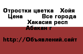 Отростки цветка  “Хойя“ › Цена ­ 300 - Все города  »    . Хакасия респ.,Абакан г.